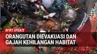 Kebakaran Hutan Meluas: Orangutan Dievakuasi Darurat, Habitat Gajah Ludes Terbakar
