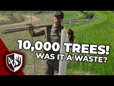 10,000 Trees! Was It a WASTE?