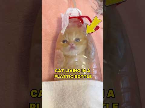 A cat living in a plastic bottle is actually his oxygen chamber