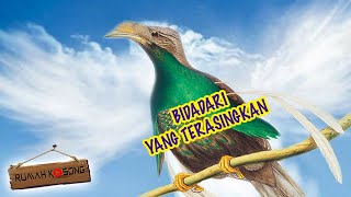 WEKA WEKA : BURUNG BIDADARI YANG TERASINGKAN