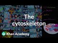 Understanding Cell Structure and the Cytoskeleton