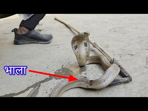 घर में निकला गेहूंवन सांप के पेट में भाला घोप कर भाग गए लोग फिर क्या हुआ देख कर दंग रह जाएंगे#viral
