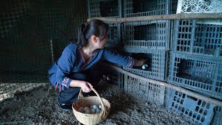 Black Chickens lay Green eggs! Different Colors, Different Flavors!