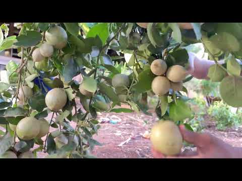 Cutting lemon home plant