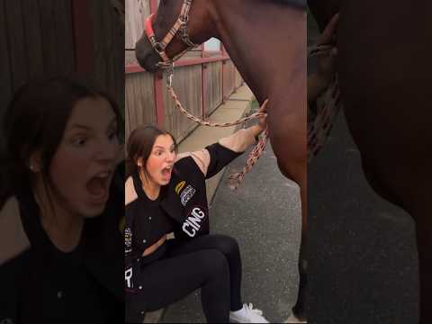 chaotischer stall vlog 🥲 wenn dein pferd dir auf den fuß tritt 😭 #horses