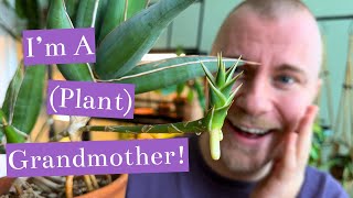 I'M A GRANDMOTHER!