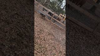 Liv Morgan's dog and donkey #wwe #livmorgan #dog #donkey #youtube #shorts #shortsfeed #trending