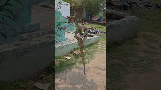 Indian Spectacle Cobra Snake ki Jodi #shortsvideo #youtubeshorts #trending