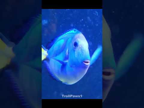 Sea Creatures Aren't Scary🤡🦈