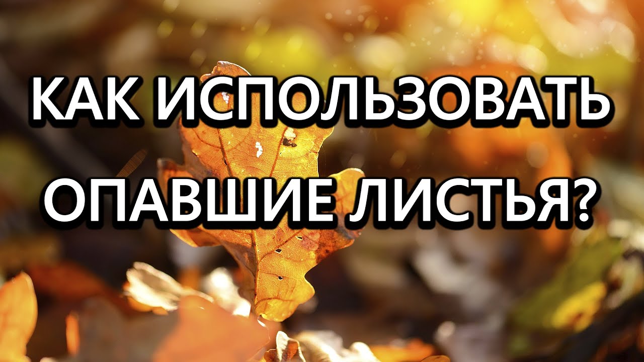 Опавшие листья станут дефицитом, когда все узнают что с ними можно делать!