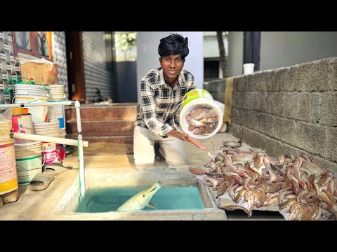 Tons of SALTWATER Fish for SUBRAMANI🐊 GIANT Feeding💀Day! /JENISH KJ