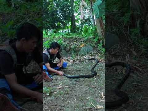 Serangan ular hitam #snake