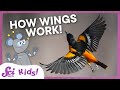 Understanding Flight in Animals