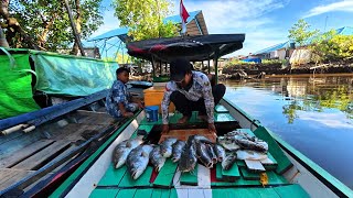 Baru kali ini dapat ikan baramundi sebanyak ini saat fishing camp di sungai mangrove