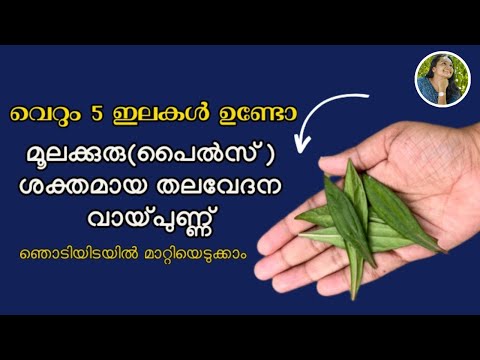 ഈ ചെടി വീട്ടിലുണ്ടോ പഴകിയ വേദനയും ബുദ്ധിമുട്ടും ഇല്ലാതാക്കാം|അയ്യപ്പാന എങ്ങനെ ശരിയായി ഉപയോഗിക്കാം💯