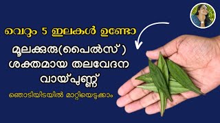 ഈ ചെടി വീട്ടിലുണ്ടോ പഴകിയ വേദനയും ബുദ്ധിമുട്ടും ഇല്ലാതാക്കാം|അയ്യപ്പാന എങ്ങനെ ശരിയായി ഉപയോഗിക്കാം💯