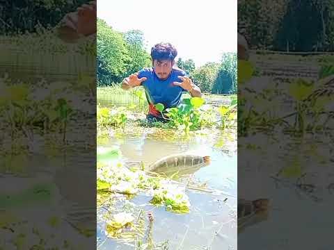 করত বড় মাছ | #fishing #fishtv #shortsvideo #fish #shortviral #short #khanofficial |