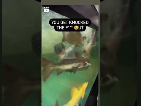 QUANDO VOCÊ É PESCADO POR UM PURARUCU#curtos #peixes #pesca #pescaria #memes #engraçado