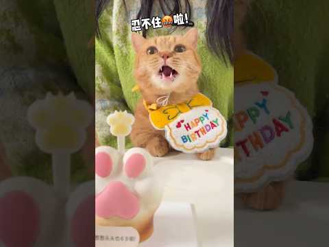 【喵来啦】小猫我要骂人了！这生日是非过不可嘛？？！