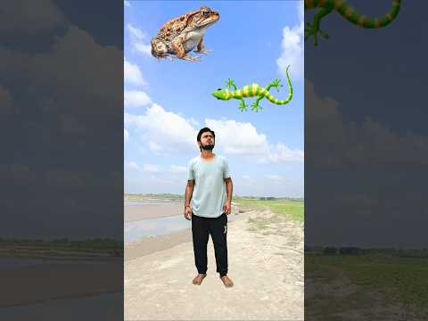 Moye Moye flying body parts matching vs tyre, frog, mosquito & green lizard - Funny vfx magic
