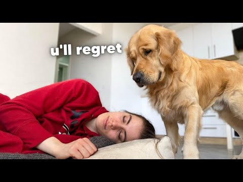Stealing My Dog's Bed | Funny Dog Reaction