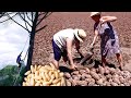 Pine Nut Harvesting and Processing