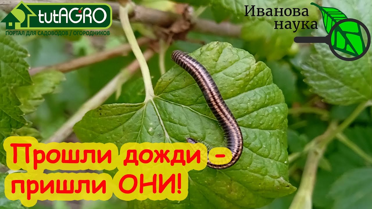 Прошли дожди - пришли слизни да кивсяки. Сделайте такую обработку и вредители не разгуляются.