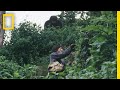 Dian Fossey and Gorilla Research