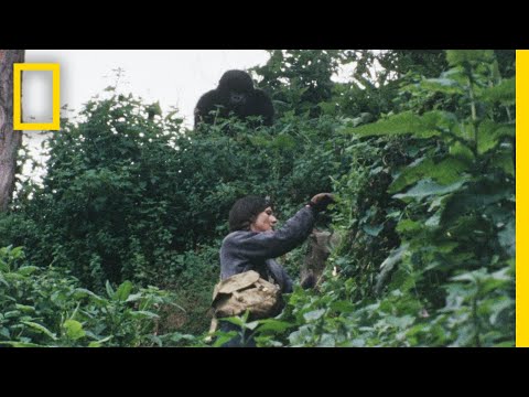 Gaining the Trust of the Gorillas | Dian Fossey: Secrets in the Mist