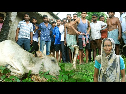 बेहद जहरीला चंद्रनाग के दंश ने ली 3 बेजुबान की जान,देखें फिर क्या हुआ।Angry Monocled cobra kill calf