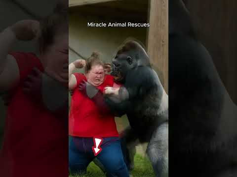 Huge Aggressive Gorilla Grabs Woman
