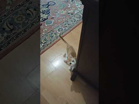CUTE CAT 🐈🐾🤗#pati