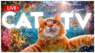 🔴 DEEP SLEEP Anti-Anxiety Music for Cats - Calming Lullaby 🐱🎼