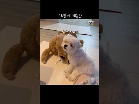 (200만뷰)인형 학대하던 강아지의 1초짜리 반전행동 #dog #쇼츠