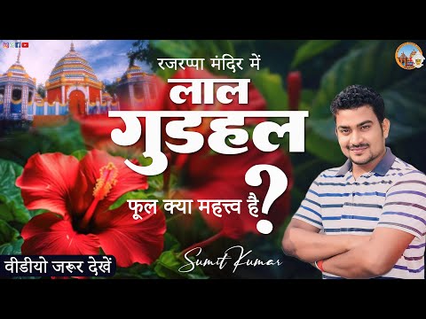 रजरप्पा मंदिर मे लाल गुड़हल फूल का महत्व क्या है | और क्यो चढाया जाता है | Rajrappa Dham