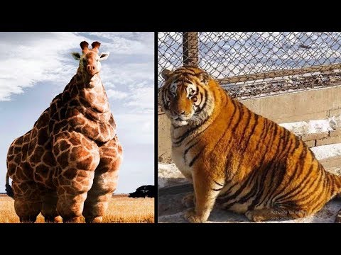 5 जानवर जो मोटापे के शिकार हो गए। Top 5 Fattest Animals Ever Seen.