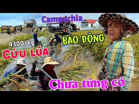 Báo động: Lũ tràn từ Campuchia NGẬP LÚA nông dân than khóc CỨU LÚA giá siêu rẻ lỗ hơn 1 nữa