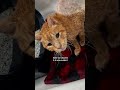Understanding the Journey of a Rescued Cat