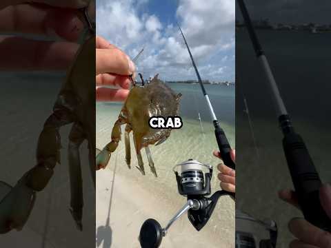 Fishing with BLUE CRAB! #fishingvideo #fishing #saltwaterfix