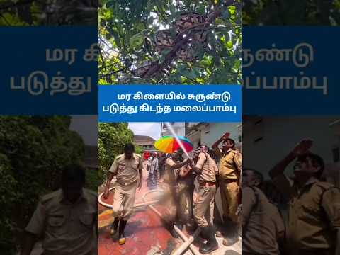 மரக்கிளையில் படுத்து இருந்த பாம்பு