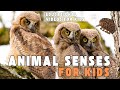 Animal Senses and Adaptations