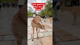 Nara Park Deer greeting was too good i surprise #narapark #奈良公園 #nara