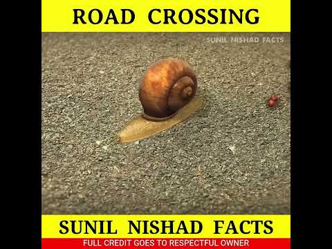 कीड़ा और सड़क 🐌 #shorts #short #youtubeshorts #viral #shortvideo @MRINDIANHACKER @CrazyXYZ