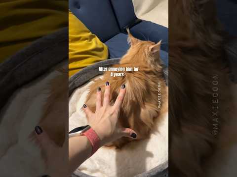 🔊Spicy Floof 😼 When You Annoy Your Cat For Years 💁🏻‍♀️ #catsounds #hissing #mainecoon