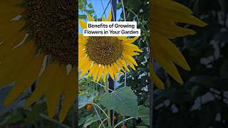 Benefits of Growing Flowers in Your Garden