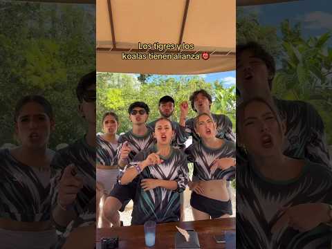 Koalas y Tigres ya tienen alianzas #summerkamp2025 #koalas #tigres