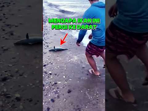 ini lah alsan kenapa ikan itu tidak mau kembali ke laut #shorts