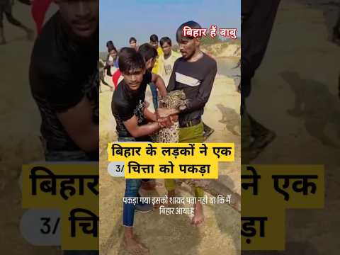 बिहार के लड़कों ने एक चित्ता को पकड़ा #shortvideo #viralvideo #shorts #bihar #biharnews #viralshorts