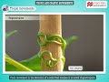 Plant Movement and Responses