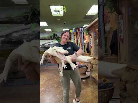 These Animal Transformations Are Proper Wild! #animals #animallife #shorts